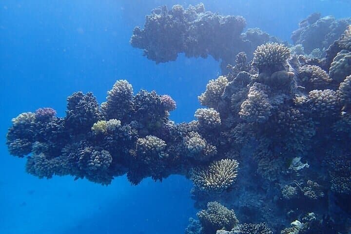 Snorkel with Spinner Dolphins at Sataya Dolphin House, Marsa Alam photo 2