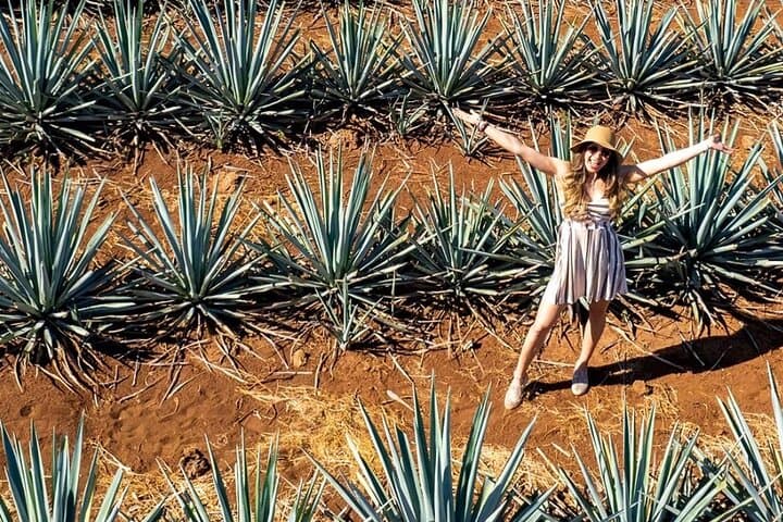 Private Distillery Tour & Agave Fields: El Tequileño and Tequila Day Trip photo 5