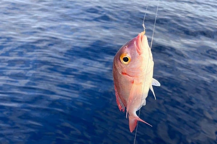 Early Morning Traditional Fishing in Zakynthos — Fish & Eat Experience