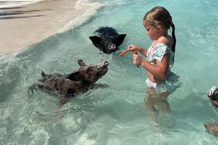 Nassau Swim with Pigs and Snorkel with Turtles — Rose Island Day Trip