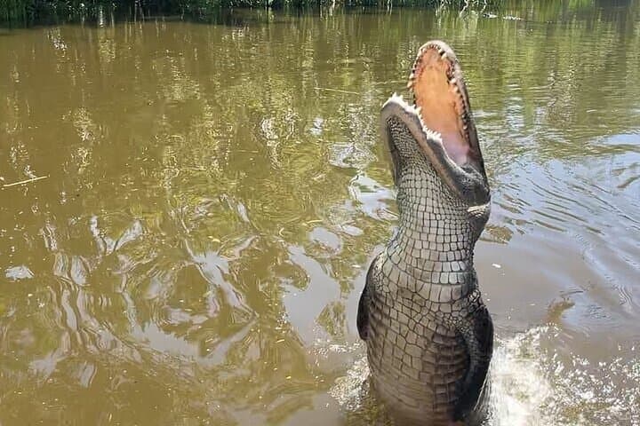 New Orleans Airboat & Oak Alley Plantation Tour: Swamp Thrills and Antebellum History photo 4