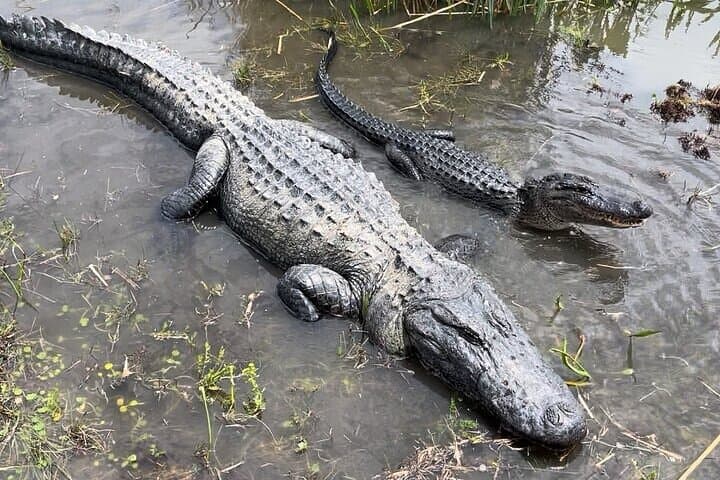 New Orleans Airboat & Oak Alley Plantation Tour: Swamp Thrills and Antebellum History photo 3