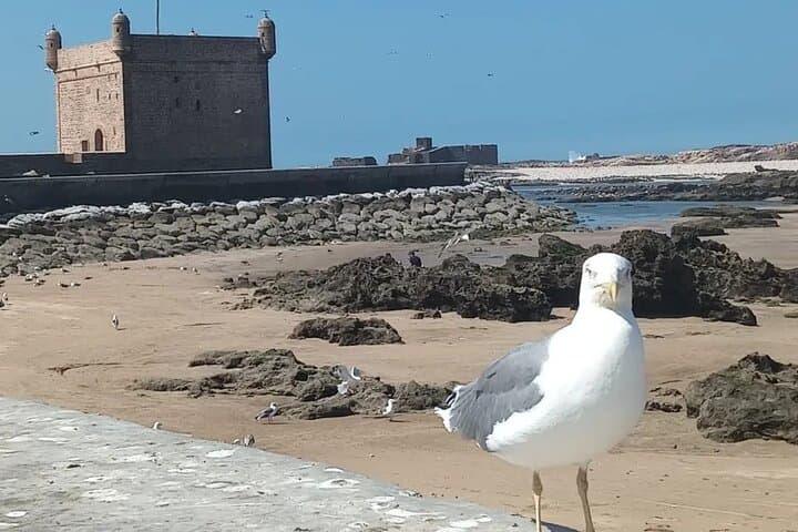 Essaouira Day Trip from Marrakech: Coastal Ramparts, Seafood & Windswept Beaches photo 2