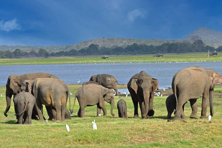 9-Day Private Sri Lanka Tour with Vehicle & Driver — Customizable Itinerary