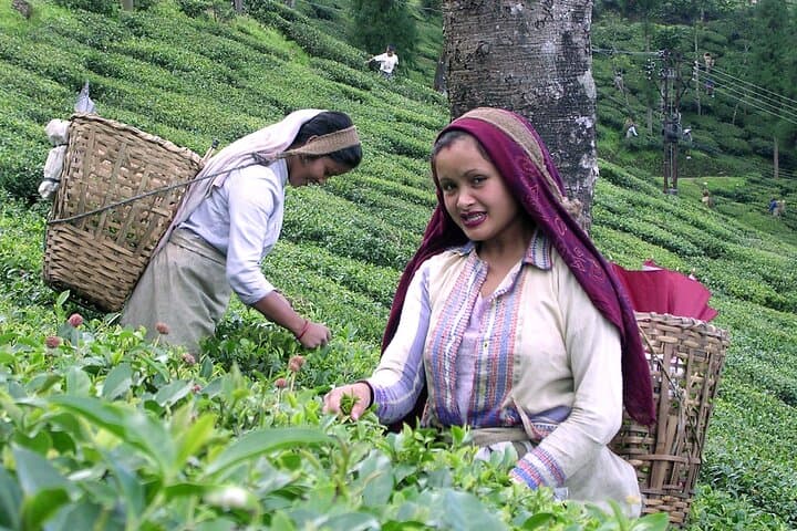 Kiambethu Tea Farm Tour and Lunch: Nairobi Day Trip to Historic Kenyan Tea Estate photo 4