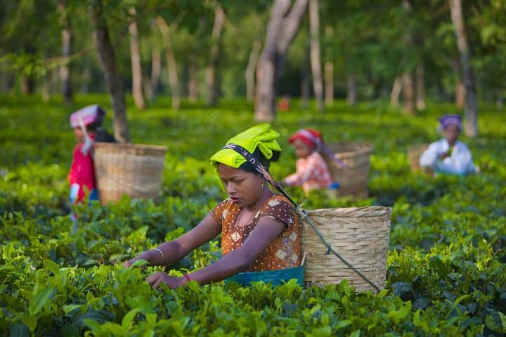 Kiambethu Tea Farm Tour and Lunch: Nairobi Day Trip to Historic Kenyan Tea Estate