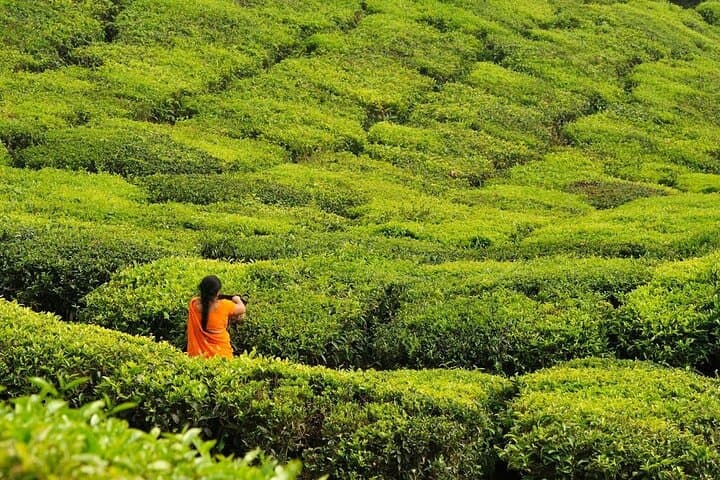 Kiambethu Tea Farm Tour and Lunch: Nairobi Day Trip to Historic Kenyan Tea Estate photo 6