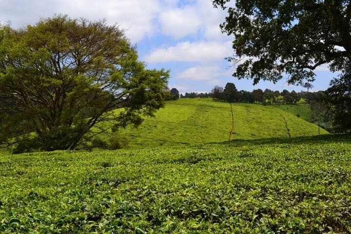 Kiambethu Tea Farm Tour from Nairobi — Tea Fields, Colobus Monkeys & Farm Lunch photo 5