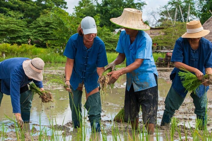 Plough to Plate: Rice Farm Experience in Phetchaburi from Hua Hin