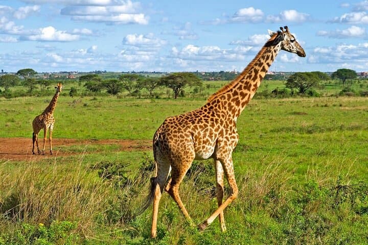 Discover Nairobi National Park and Giraffe Center: A Half-Day Safari Experience Near the City