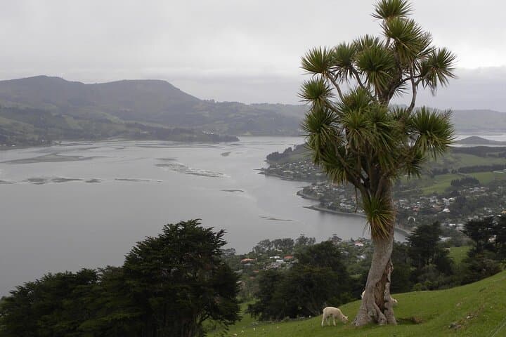 Otago Peninsula & Larnach Castle Day Tour from Dunedin — City Sights, Wildlife and Gardens photo 2