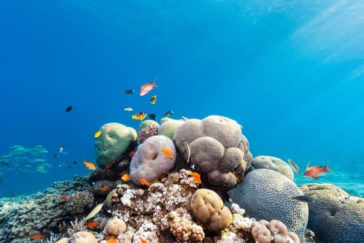 Hurghada Speedboat Tour to Orange Bay and Magawish Island — Snorkel Pristine Reefs & White Sand Beaches photo 4
