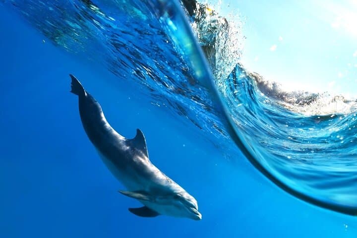 Hurghada Speedboat Dolphin Watching & Snorkeling on the Red Sea photo 3