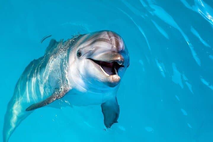 Hurghada Speedboat Dolphin Watching & Snorkeling on the Red Sea photo 5