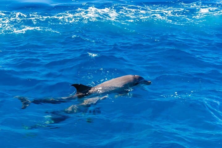 Hurghada Speedboat Dolphin Watching & Snorkeling on the Red Sea photo 6