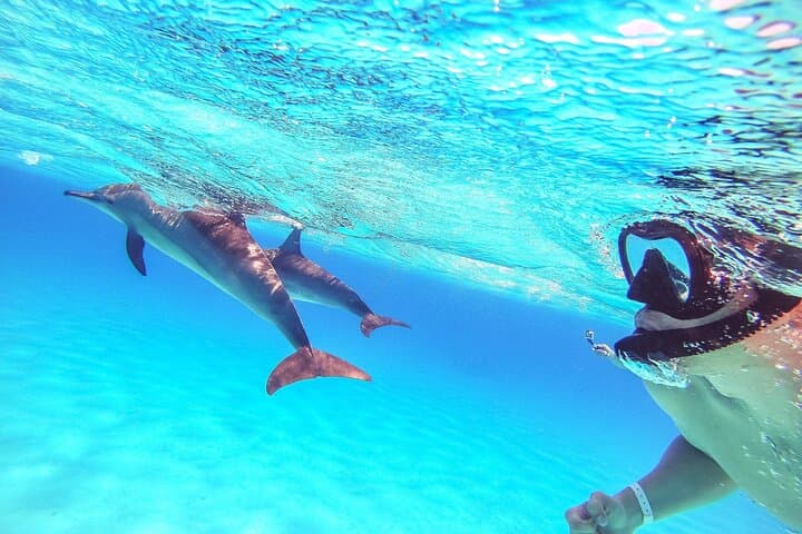 Hurghada Speedboat Dolphin Watching & Snorkeling on the Red Sea