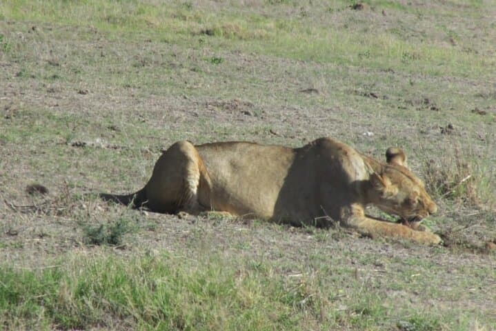 2-Day Taita Hills Salt Lick Private Safari from Mombasa