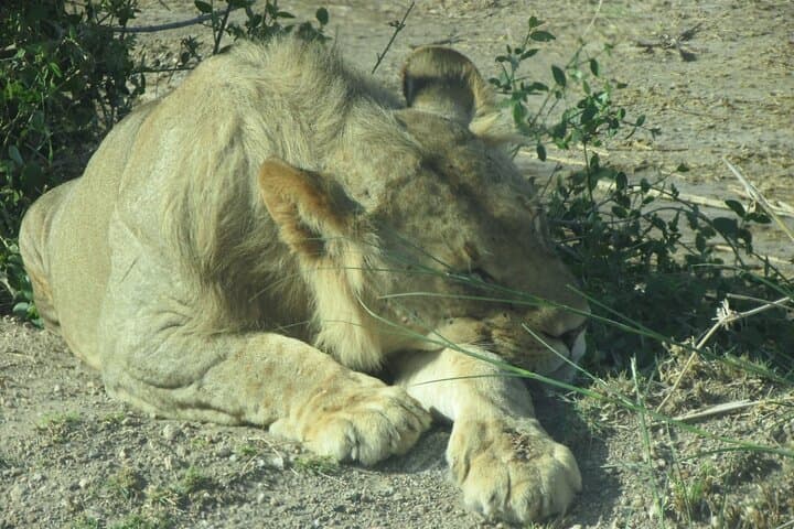 2-Day Taita Hills Salt Lick Private Safari from Mombasa photo 3