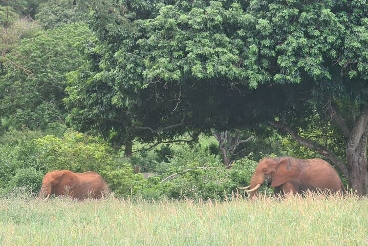 2-Day Taita Hills Salt Lick Private Safari from Mombasa photo 4