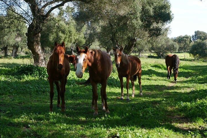 Mindfulness with Free‑Roaming Horses at Zahora’s Mangueta Beach photo 5