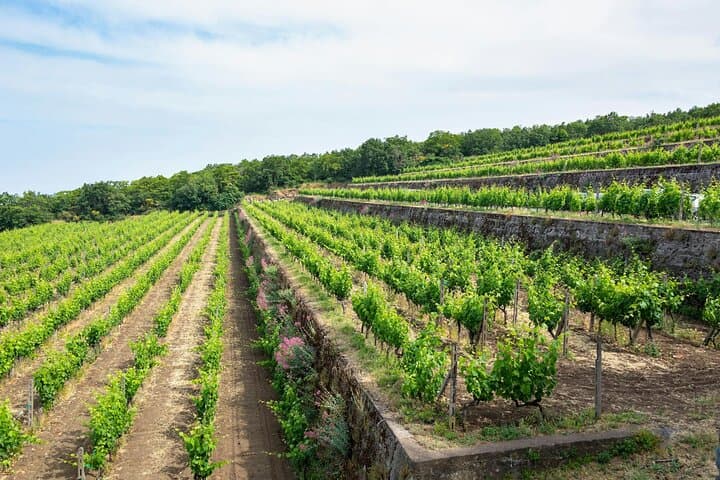Mt Etna North 4x4 Safari and Wine Tasting — 4‑Hour Tour from Taormina photo 4