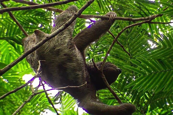 Private Guided Hike to Arenal Hanging Bridges, Fortuna Waterfall & Volcano Views photo 4
