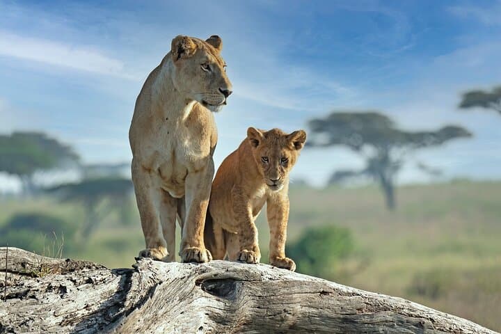 Zanzibar Beach to Mikumi Safari: 7-Day Beach & Big Five Combo photo 2