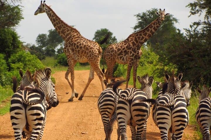 Zanzibar Beach to Mikumi Safari: 7-Day Beach & Big Five Combo photo 3