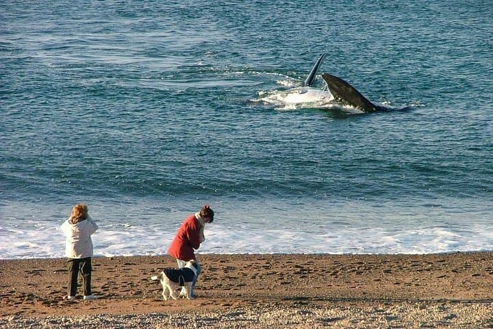 Playa El Doradillo Whale Watching: Land-Based Southern Right Whale Viewing Near Puerto Madryn