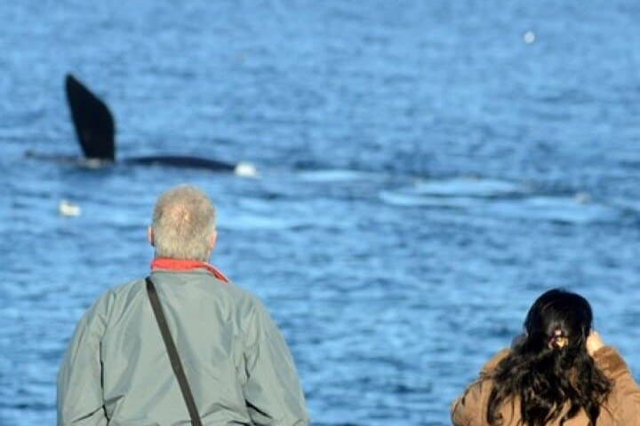 Playa El Doradillo Whale Watching: Land-Based Southern Right Whale Viewing Near Puerto Madryn photo 2
