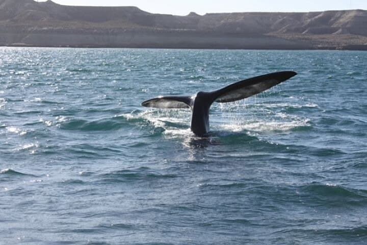 Playa El Doradillo Whale Watching: Land-Based Southern Right Whale Viewing Near Puerto Madryn photo 3