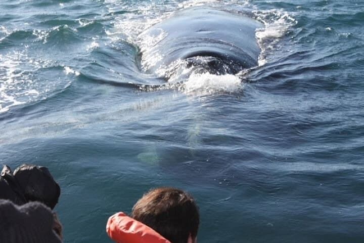Playa El Doradillo Whale Watching: Land-Based Southern Right Whale Viewing Near Puerto Madryn photo 4