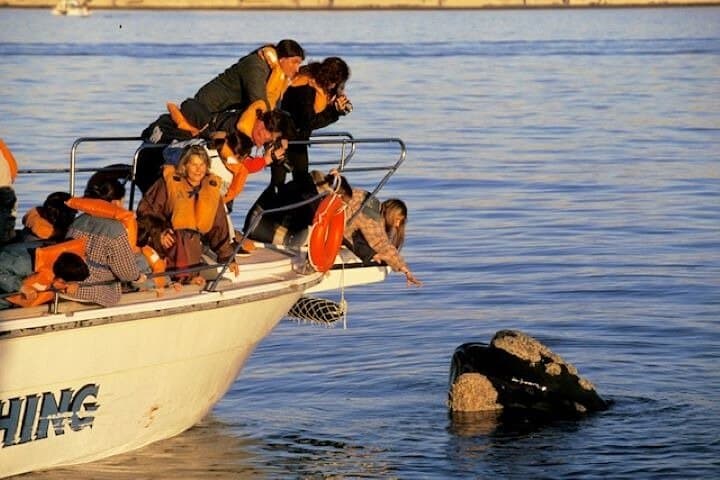 Playa El Doradillo Whale Watching: Land-Based Southern Right Whale Viewing Near Puerto Madryn photo 5