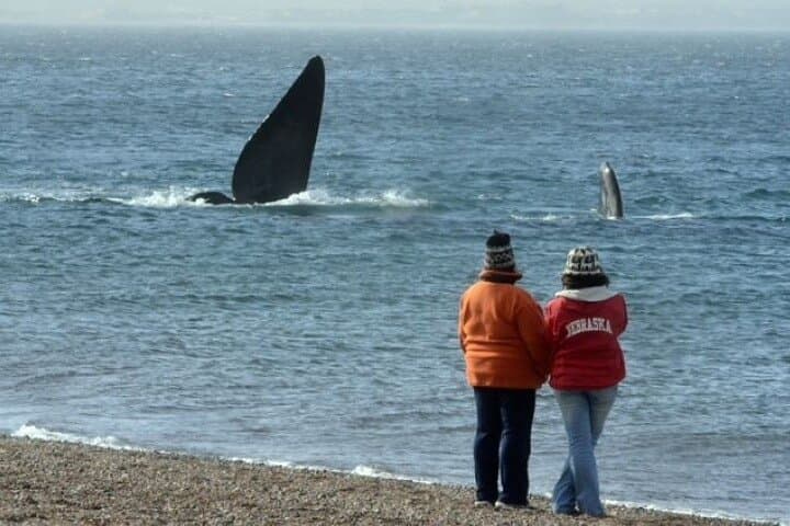 Playa El Doradillo Whale Watching: Land-Based Southern Right Whale Viewing Near Puerto Madryn photo 6