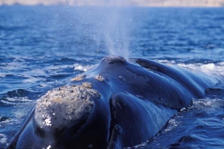 Doradillo Land-Based Whale Watching from Puerto Madryn — Puerto Pirámides Excursion photo 4