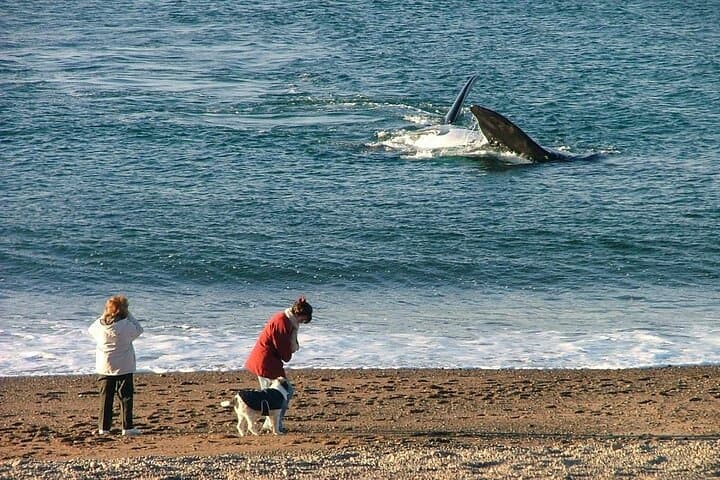 Doradillo Land-Based Whale Watching from Puerto Madryn — Puerto Pirámides Excursion photo 6