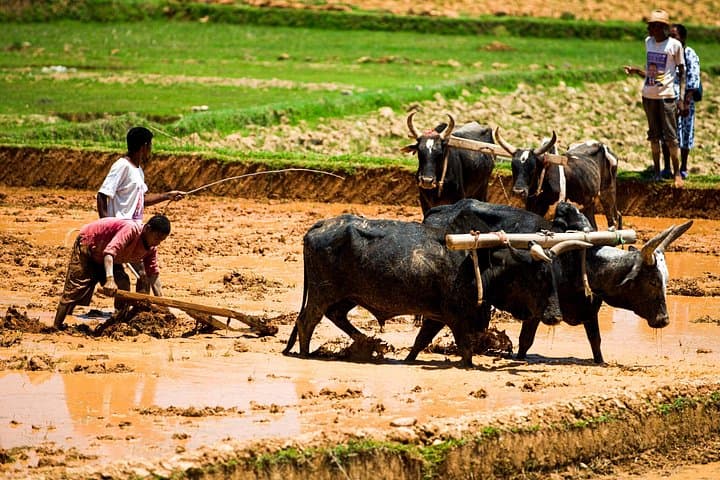 Journey the Mythique Nationale 7: 13-Day Madagascar Private Tour