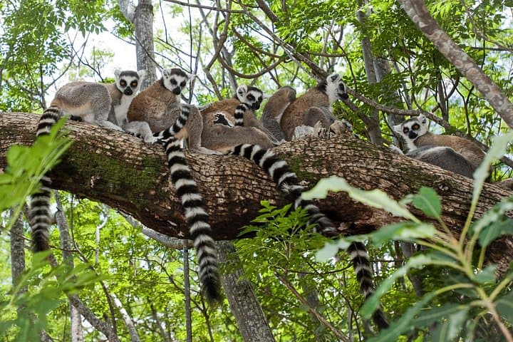 Journey the Mythique Nationale 7: 13-Day Madagascar Private Tour photo 2