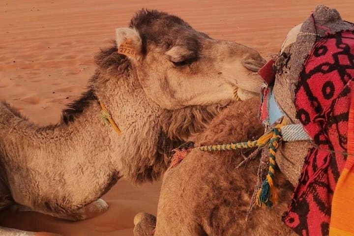 4-Day Marrakech to Fes Desert Tour: Camel Treks, Dunes & Atlas Passes photo 2