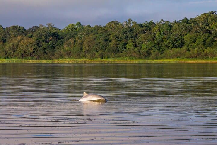 Three-Day Yavari & Sacambu River Adventure: Leticia to the Flooded Jungle photo 3