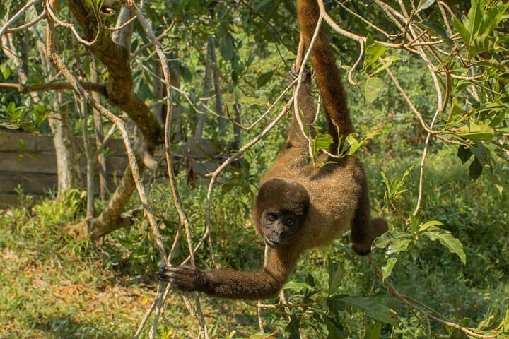 Three-Day Yavari & Sacambu River Adventure: Leticia to the Flooded Jungle photo 5