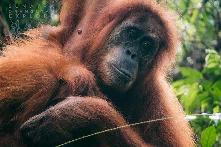 2-Day Ethical Jungle Trek from Bukit Lawang: Orangutans, Waterfalls & Bohorok Tubing