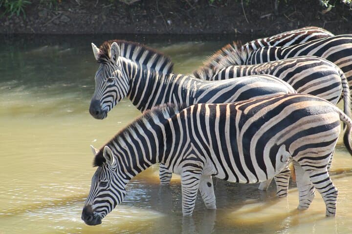 4-Day Kruger Safari from Johannesburg — All-Inclusive Big Five Game Drives photo 2