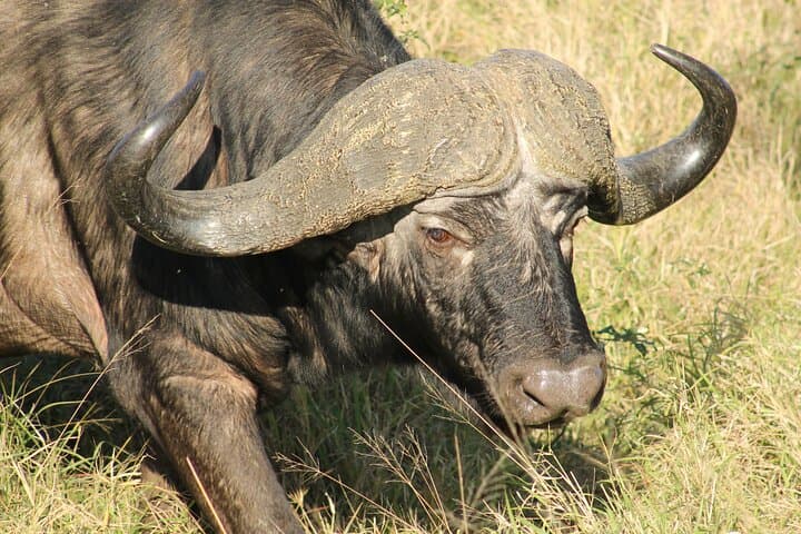 4-Day Kruger Safari from Johannesburg — All-Inclusive Big Five Game Drives photo 4