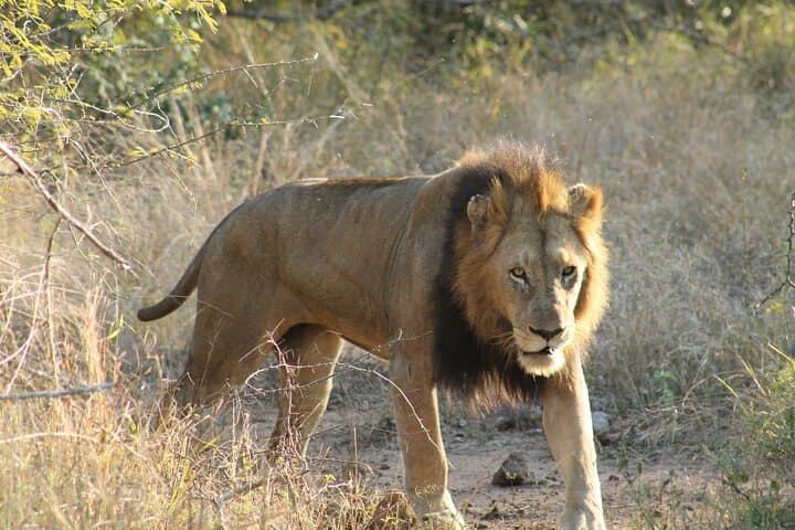 4-Day Kruger Safari from Johannesburg — All-Inclusive Big Five Game Drives photo 3