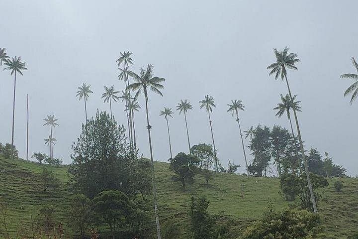 Full-Day Private Tour: Salento, Cocora Valley Wax Palms & Filandia Views photo 4