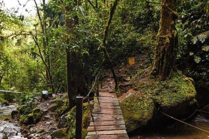 Full-Day Private Tour: Salento, Cocora Valley Wax Palms & Filandia Views photo 5