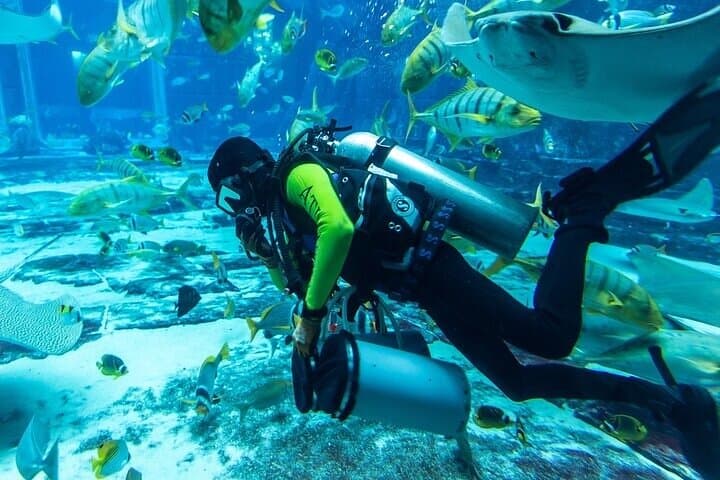 Lost Chambers Aquarium Private Tour: Atlantis Underwater Walkthrough with Pickup in Dubai photo 5