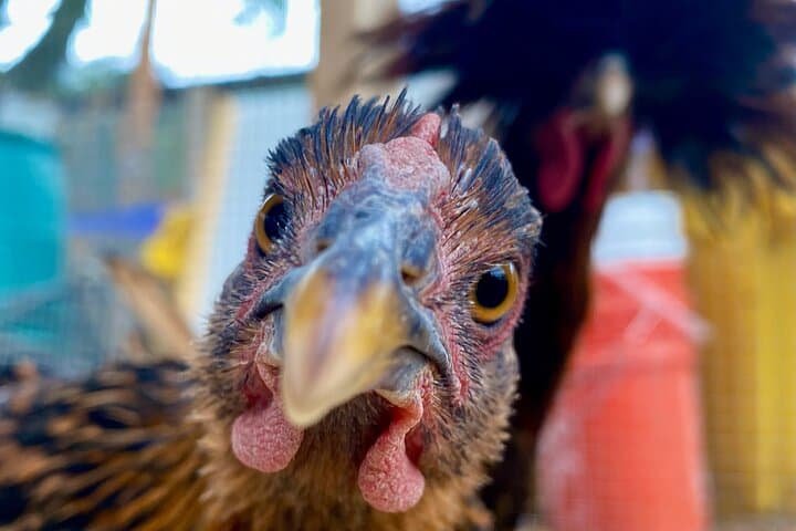 Taste of Hawthorne: Portland Walking Food & Backyard Urban Farm Tour