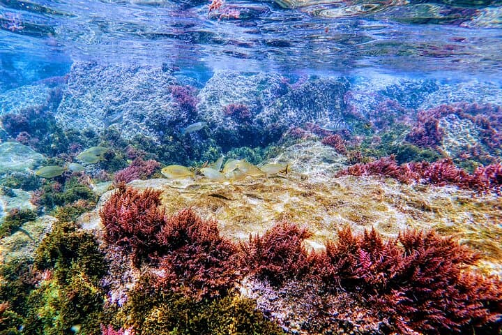 Snorkel the Strait Natural Park: Guided Tour Around Tarifa Island photo 2